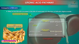 Uronic Acid Pathway Animation  Medical Biochemistry [upl. by Anyar]