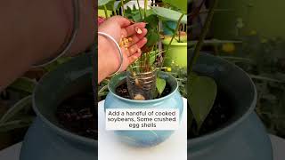 Use plastic bottles to take care of plants garden gardening plants [upl. by Nalepka]