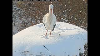 Ein Storch im Tiefschnee [upl. by Recor]