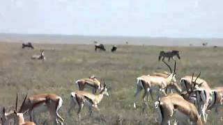 Serengeti Great Migration Grants Gazelles and Thomson Gazelles [upl. by Gustie]