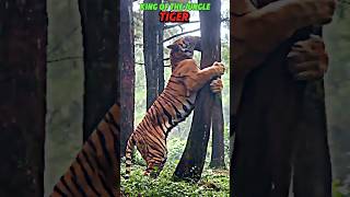 king of all cats trending lion jaguar cheetah tiger cat king animals viralvideo wildlife [upl. by Trinl]