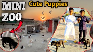 Cute Puppies  My Mini Zoo Vlog  Aj Band Diya Duno Ko 😂 Hq Pets Vlog [upl. by Marashio]