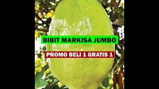 Bibit Markisa Jumbo [upl. by Rip]