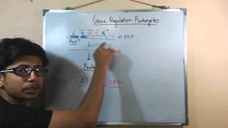 Gene regulation in prokaryotes [upl. by Ariel]