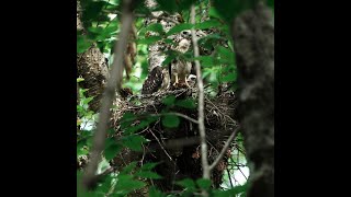 Broadwinged Hawk  Nestlings [upl. by Esenaj]