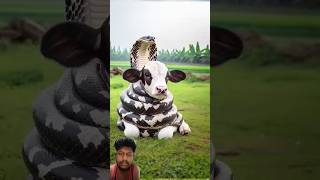 Cow amp Snake 🐍 animals cowfighting cow snake cowes nature motivation music instrumental [upl. by Derfniw]