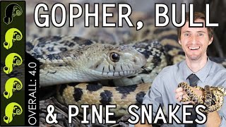 Gopher Bull amp Pine Snake The Best Pet Snake [upl. by Yunick]