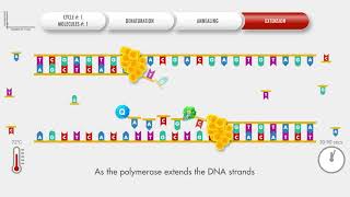 Animated PCR Real Time qPCR procedure [upl. by Eladal]