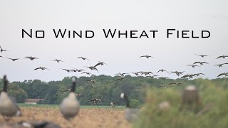 Goose Hunting  quotNo Wind Wheat Fieldquot [upl. by Hillhouse]