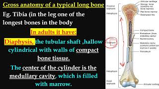 Skeletal system 1 المحاضرة الخامسة [upl. by Acinoed]