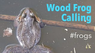 Wood Frog Lithobates sylvaticus  Mating and Display Calls [upl. by Whitson805]