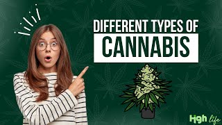 Types of Cannabis Plants  Identify Different Types of Cannabis  Cannabis Uses and Benefits [upl. by Vrablik]