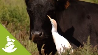 The cattle egrets an intelligent relief for the bulls [upl. by Leinad]