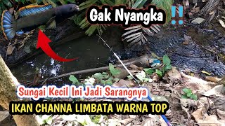 Mancing Channa Limbata Ternyata Masih Banyak Yang Warna Top Rim Tebal [upl. by Oderfla]