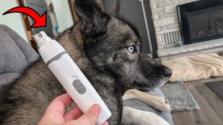 Full Review of Dog Clippers and Nail Grinder Low Noise amp High Power [upl. by Inirt815]