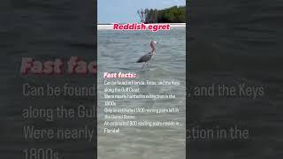 Spotted Reddish Egret rarebirds wildlife exploreflorida [upl. by Marlo]