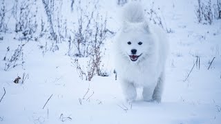 All About Samoyeds Separating Fact From Fiction [upl. by Pentha]