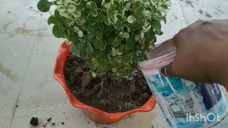 How to do repotting breynia disticha  snow bush plant showplant beautifulplant snowbushplant [upl. by Nekcerb]