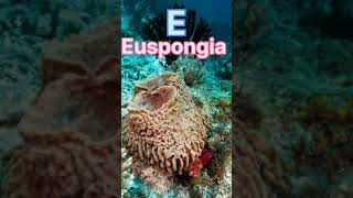 Examples of porifera neet biology animalkingdom shorts porifera [upl. by Niwrehs]