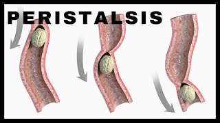 Peristalsis INVOLUNTARY Pushes Food Through the Digestive System [upl. by Neelahtak808]