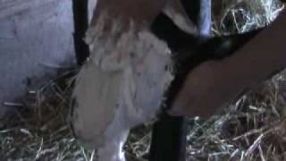 Tips of the Trade Poultice a Foot  USTA Harness Racing [upl. by Farmer]