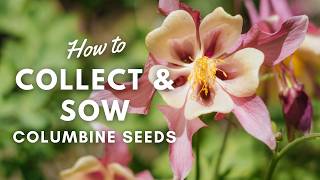 How To Collect amp Sow Columbine Flower Seeds  Winter Sowing Aquilegia  Perennial Garden [upl. by Hennessy]