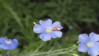 Flower Gardens  How to Grow Perennial Blue Flax Linum Perenna [upl. by Macey]