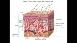 Integumentary System part 1 [upl. by Eelirrem]