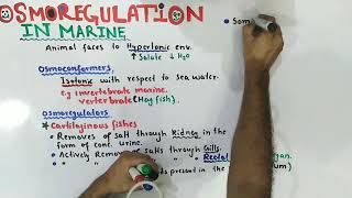 Osmoregulation In Marine Animals  Bony Fish  Class 12 Biology [upl. by Zuliram459]