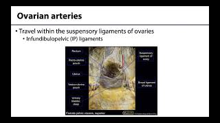 Gonadal Arteries  Learning Objectives [upl. by Kawasaki]