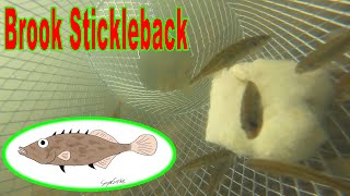 Brook Stickleback [upl. by Let]