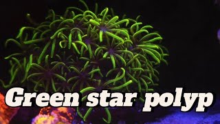 GSP GREEN STAR POLYPS AQUA VIBEZ trending viralvideo youtubevideo aquavibez coral video [upl. by Merow856]