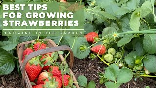 HOW to PLANT and GROW STRAWBERRIES plus TIPS for growing strawberries in HOT CLIMATES [upl. by Kerrie]