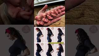 Week by week baby growing in moms belly ❤️🤰shortvideo pregnancy cutebaby youtubeshorts viral [upl. by Damon]