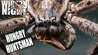 Spiders in Australia  Huntsman Feeding [upl. by Cormac]