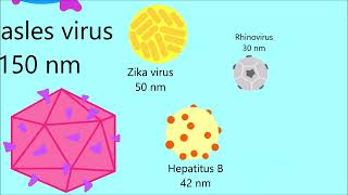 Microscopic Size Comparison [upl. by Inihor]