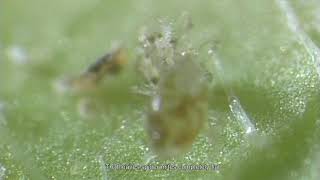 Biological control in Agriculture – The invisible world of mites [upl. by Donetta]