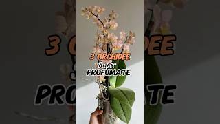 3 orchidee super profumate [upl. by Ynaffit854]