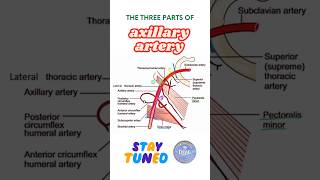 Parts of axillary artery axillary artery anatomy shorts dsac [upl. by Arraek]