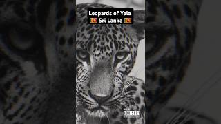 Leopard cub of Yala Sri Lanka 🇱🇰 fypyoutube fypシ゚ fyp fypシ゚viral fy srilanka [upl. by Divadnoj]