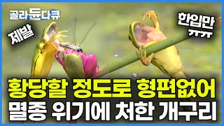 사냥감조차 한숨 쉬게 만드는 형편없는 사냥 실력으로 화제가 된 멸종 위기종 개구리┃골라듄다큐 [upl. by Artekal]