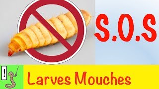 SOS  Larves de Mouches [upl. by Aihc682]