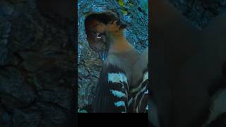 Exclusive Rare Footage of Hoopoe Bird Feeding Adult Chicks trendingshorts shortsfeed [upl. by Roosevelt]