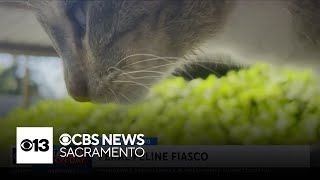 Modesto city leaders meet with residents to discuss feral cats [upl. by Rellek594]