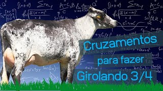 Girolando 34 Guia rapido de Cruzamentos [upl. by Ssilem]