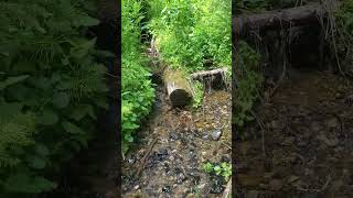 Soothing Mountain Stream  Bubbling Brook [upl. by Brandi]