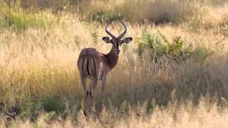 Otjiwa Safari Lodge  Namibia  Otjiwarongo  Africa  ResDestcom [upl. by Remmos]