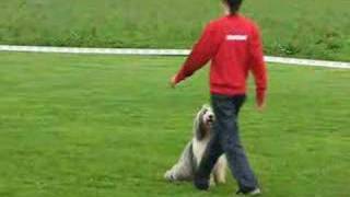 Bearded Collie Buffy  Obedience Trials [upl. by Eirek]