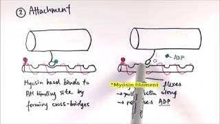 How Muscles REALLY Work Sliding Filament Theory [upl. by Blank]