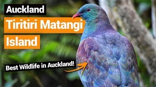 🐦 Tiritiri Matangi Island Bird Sanctuary in Auckland – New Zealands Biggest Gap Year [upl. by Renato577]